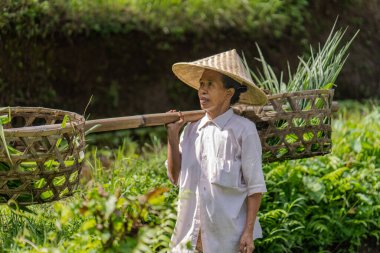 Yolda sepet sepet sebze taşıyan bir adam. Sepetler örüldü ve adam hasır şapka takıyor.