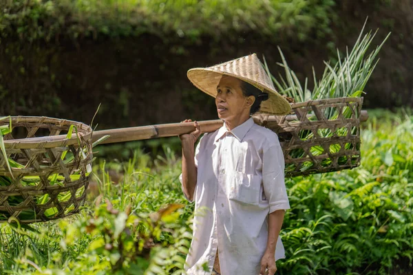 Yolda sepet sepet sebze taşıyan bir adam. Sepetler örüldü ve adam hasır şapka takıyor.