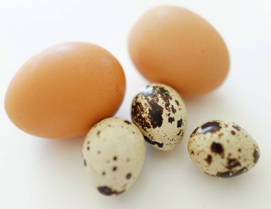 Tavuk yumurtası ve bıldırcın yumurtası beyaz arka plan üzerinde