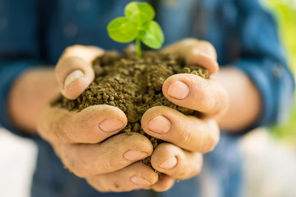 Mujer sosteniendo joven planta de primavera en las manos — Foto de Stock