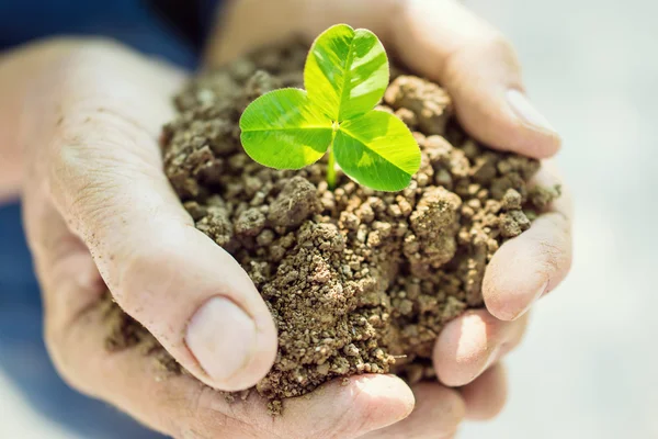 Mujer mayor sosteniendo joven planta de primavera en las manos — Foto de Stock