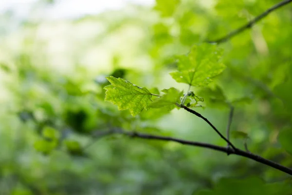 Foglie verdi sfondo — Foto Stock