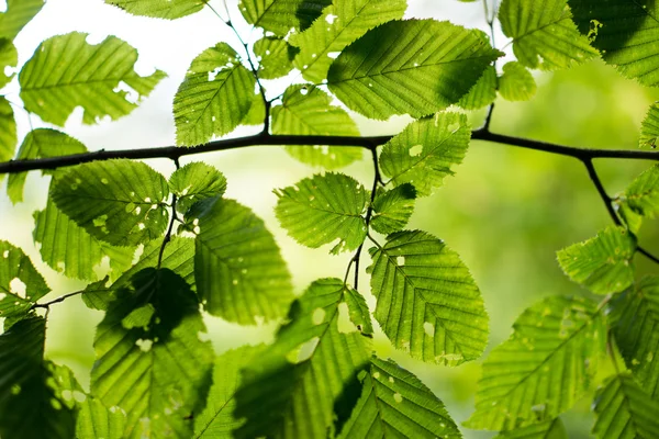 Folhas verdes fundo — Fotografia de Stock