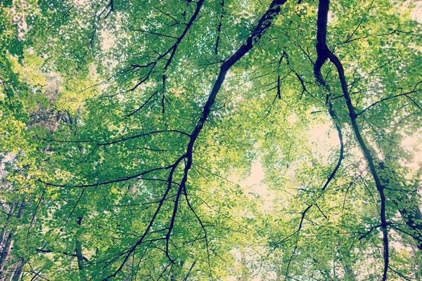 Skogsträd i grön trä med solljus — Stockfoto