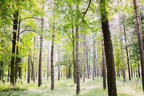 Arbres forestiers en bois vert avec lumière du soleil Photos De Stock Libres De Droits