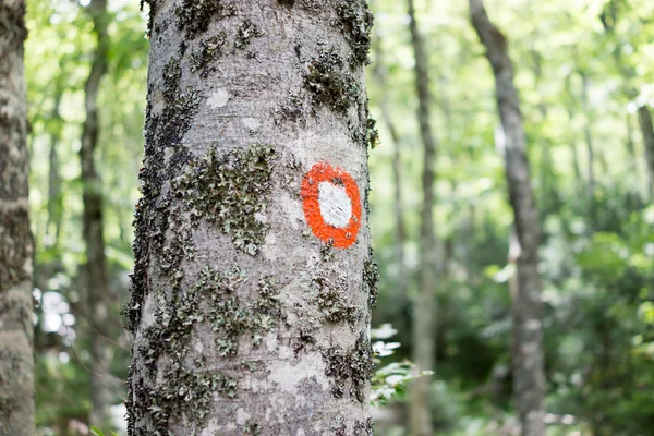 Marque de randonnée peinte sur écorce d'arbre Images De Stock Libres De Droits