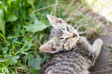 kedi yeşil çim üzerinde yalan