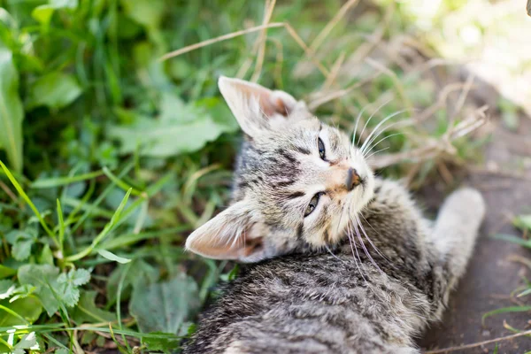 Gato acostado sobre hierba verde — Foto de Stock