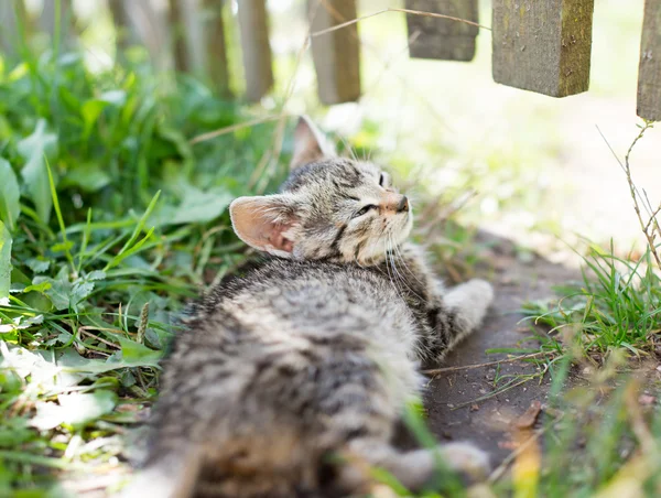 Gato acostado sobre hierba verde — Foto de Stock