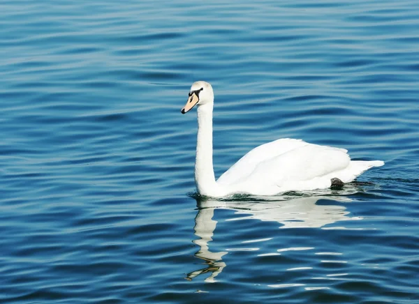 Cisne en un lago — Foto de Stock