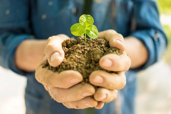 Mujer mayor sosteniendo joven planta de primavera en las manos — Foto de Stock