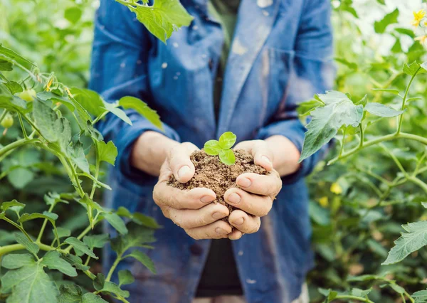 Seniorin hält junge Frühlingspflanze in Händen — Stockfoto