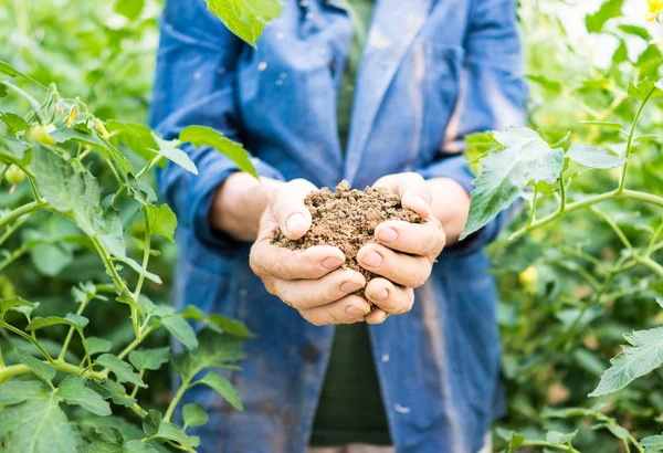 Seniorin hält junge Frühlingspflanze in Händen — Stockfoto