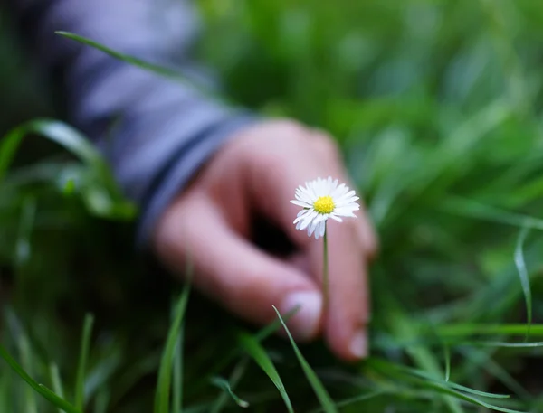 Mão de criança que escolhe uma flor — Fotografia de Stock