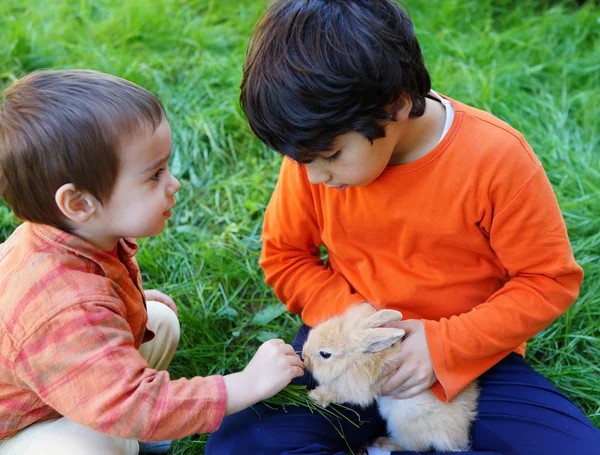 Маленькие мальчики с кроликом — стоковое фото