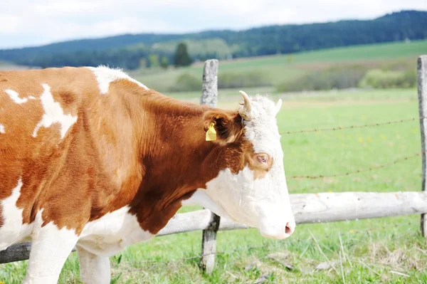 Vaca em um pasto de verão — Fotografia de Stock