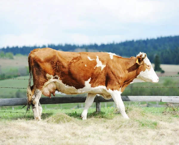 Vaca em um pasto de verão — Fotografia de Stock