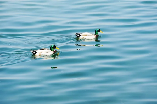 Canards nageant sur un lac — Photo
