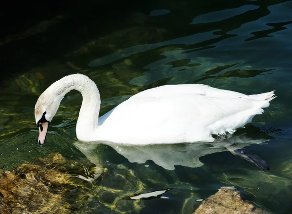 Hermoso cisne en un lago — Foto de Stock