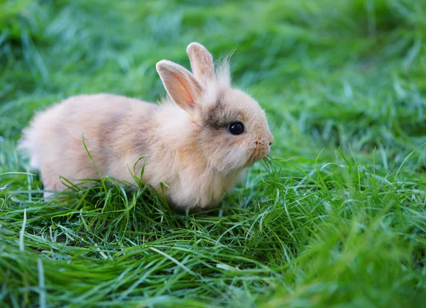 Un lapin assis sur l'herbe verte — Photo