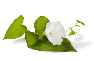 Convolvulus arvensis çiçekler  