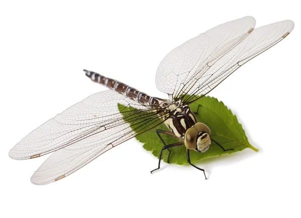 Dragonfly on white — Stock Photo, Image