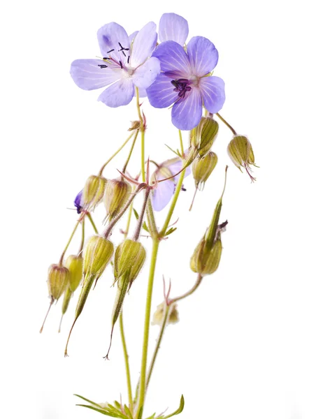 Geranium (Johnsons blauw) bloem — Stockfoto