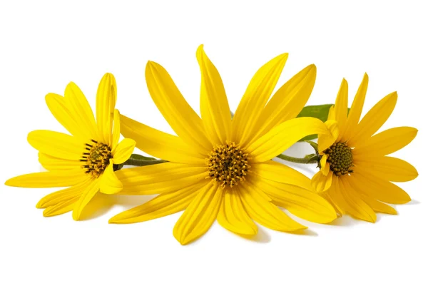 Topinambur żółte kwiaty — Zdjęcie stockowe