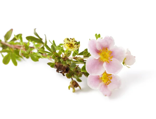 Shrubby Cinquefoil blooming — Stock Photo, Image