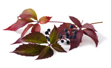 Yaprak ve meyveleri bir Parthenocissus vardır