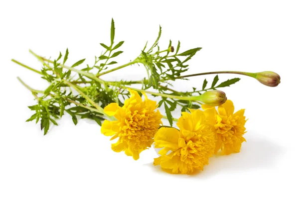 Żółty kwiat nagietka — Zdjęcie stockowe
