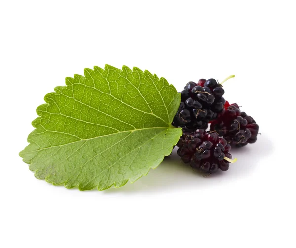 Ripe fresh Mulberry — Stock Photo, Image