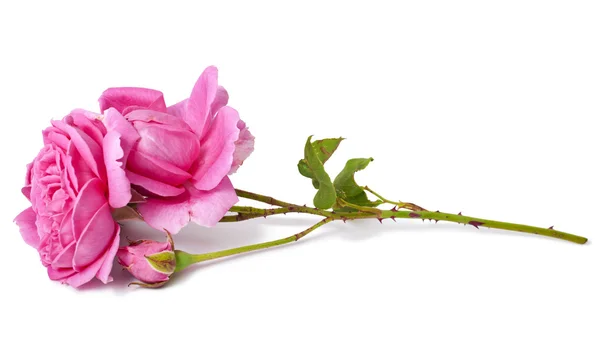 粉红玫瑰花 — 图库照片