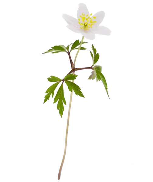 Wild voorjaar hout Anemone — Stockfoto