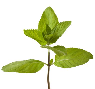 Beyazda izole edilmiş nane 