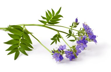 Jacob's Ladder veya Yunan valerian beyaz