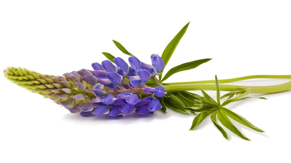 Lupine flower on  white — Stock Photo, Image