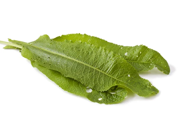 Leaves horseradish on white — Stock Photo, Image