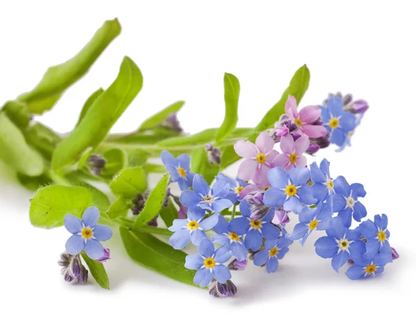 Bukett vårblommor på en vit — Stockfoto