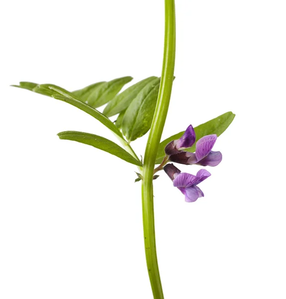 Vicia cracca květy na bílém pozadí — Stock fotografie