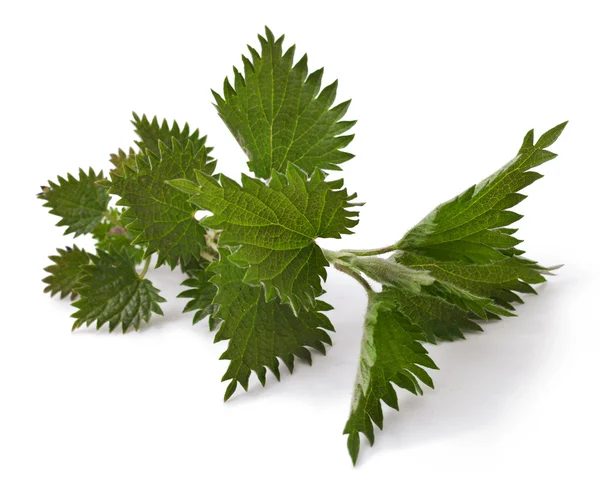 Fresh leaves nettle  on white — Stock Photo, Image