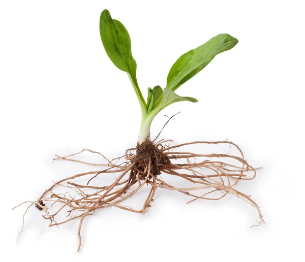 Genezing van planten: breedbladige weegbree — Stockfoto