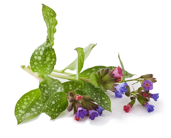 Lungwort medicinale su bianco Foto Stock