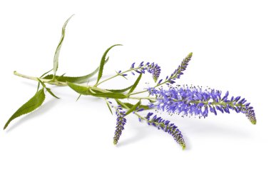 Speedwell çiçekler (Veronica longifolia)