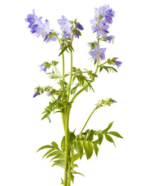 Jacob's Ladder veya Yunan kediotu