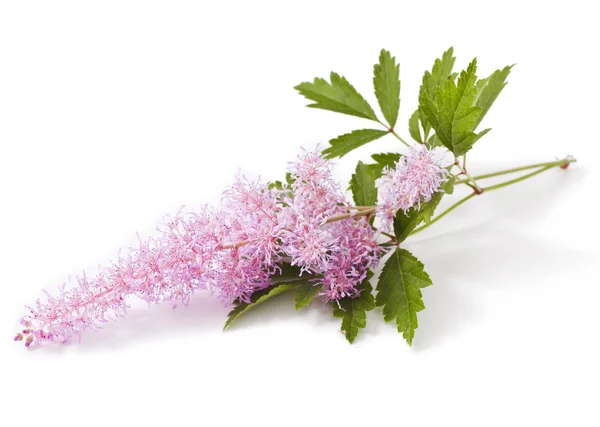 Pembe Astilbe çiçek 