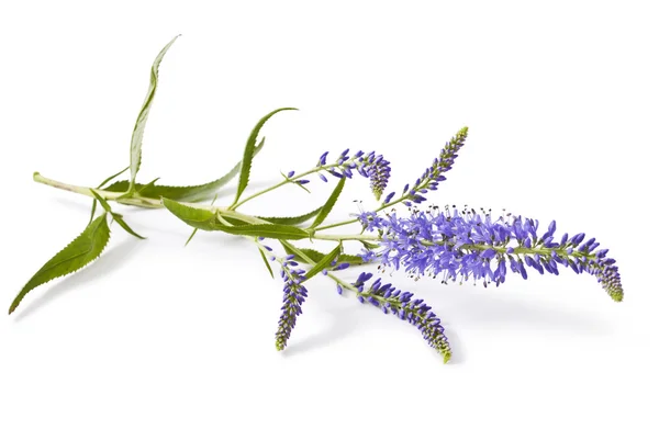 Квіти Speedwell (Вероніка свіжий зелений) — стокове фото