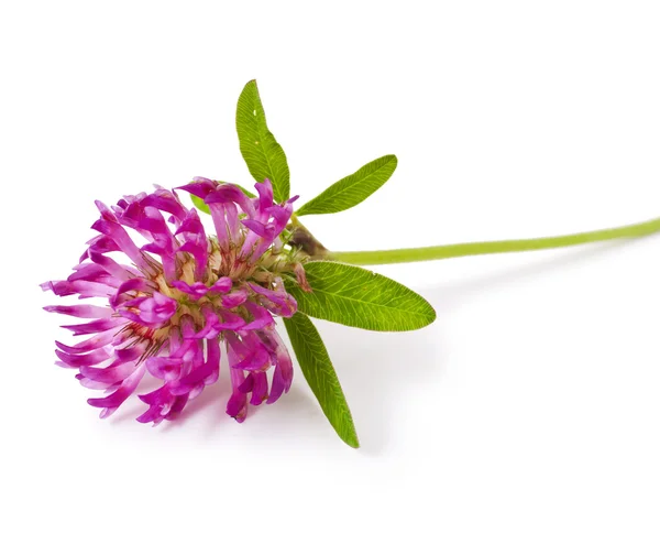Kwiat koniczyny — Zdjęcie stockowe