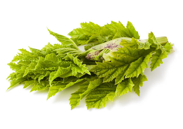 Heracleum on white background