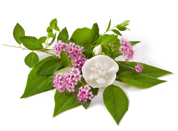 Buquê de flores em branco — Fotografia de Stock